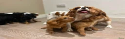 Cavalier King Charles Spaniel dogs for sale:     Puppies – Ready for Their Forever Homes - Advert 6