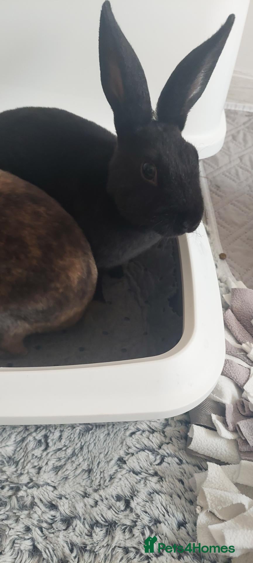 English rabbits Two rabbits,male and female, £15 each - Advert 2