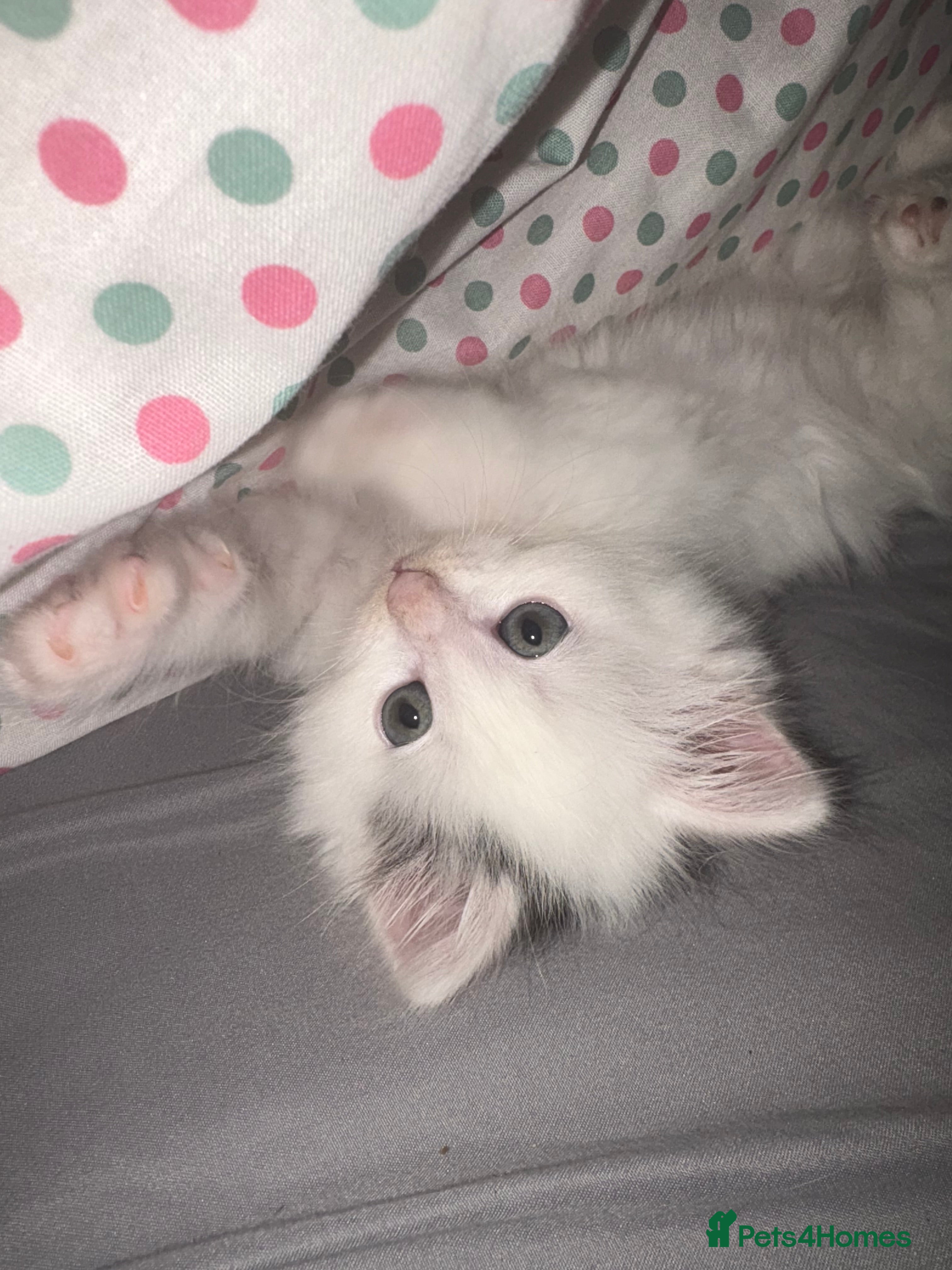 Mixed Breed cats Adorable fluffy kittens  - Advert 1