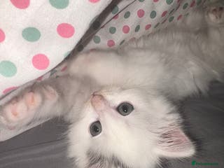 Mixed Breed cats Adorable fluffy kittens - Advert 1