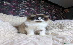 Persian cats for sale: Persian kittens  - Image 10