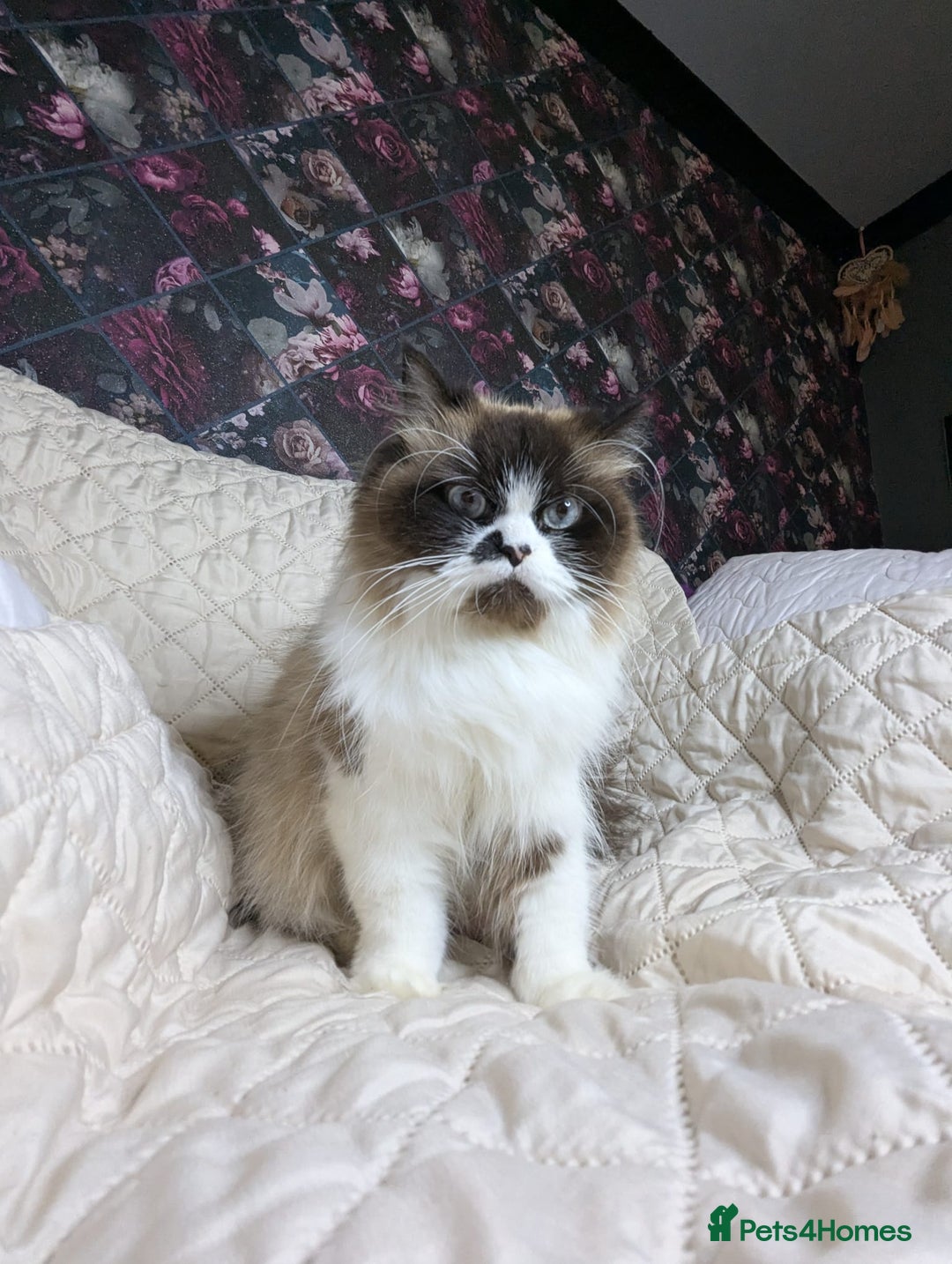 Persian cats for sale: Persian kittens  - Image 10