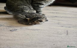 British Shorthair cats for sale: 2 boys cat  - Image 9