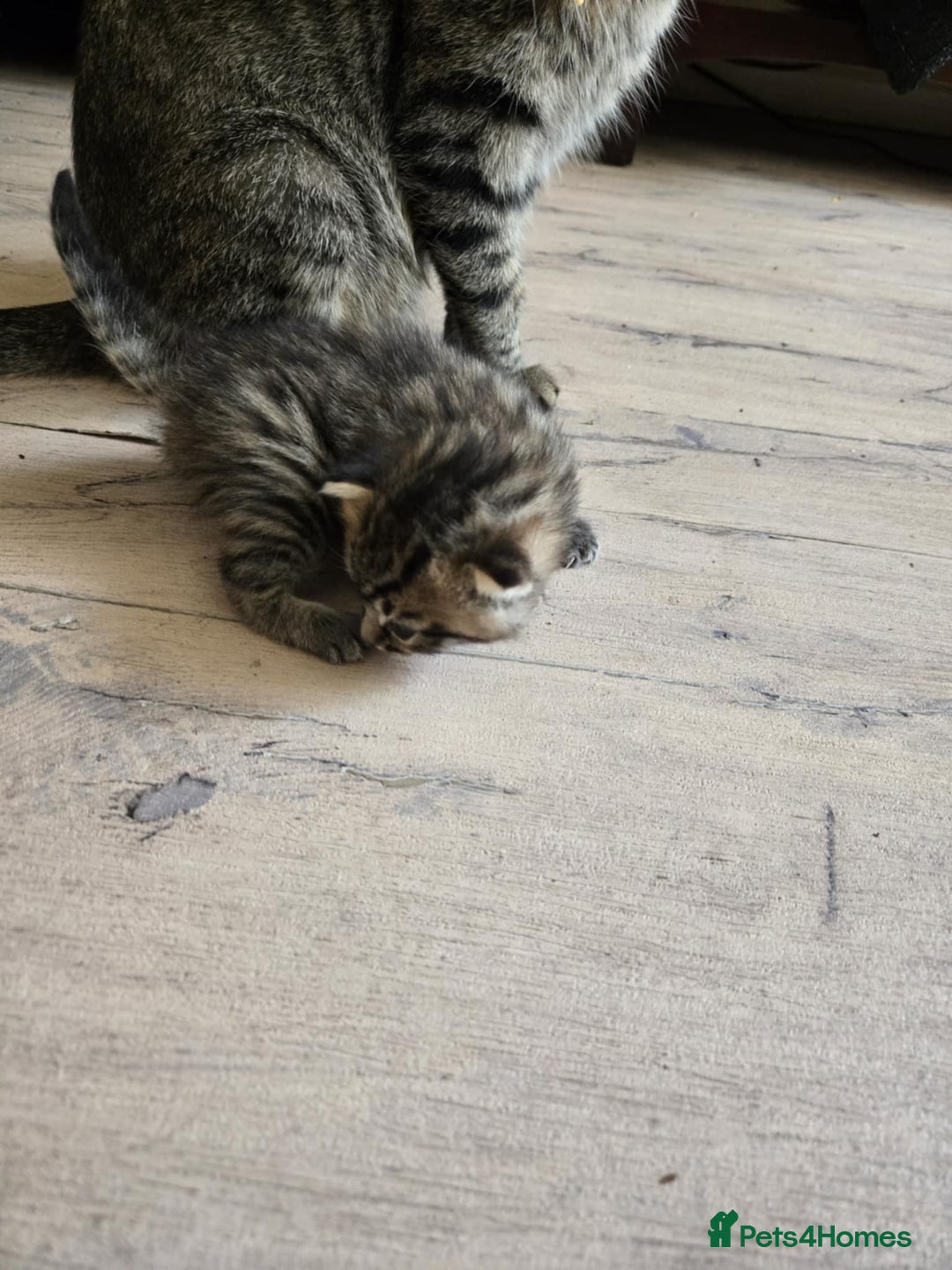 British Shorthair cats for sale: 2 boys cat  - Image 9
