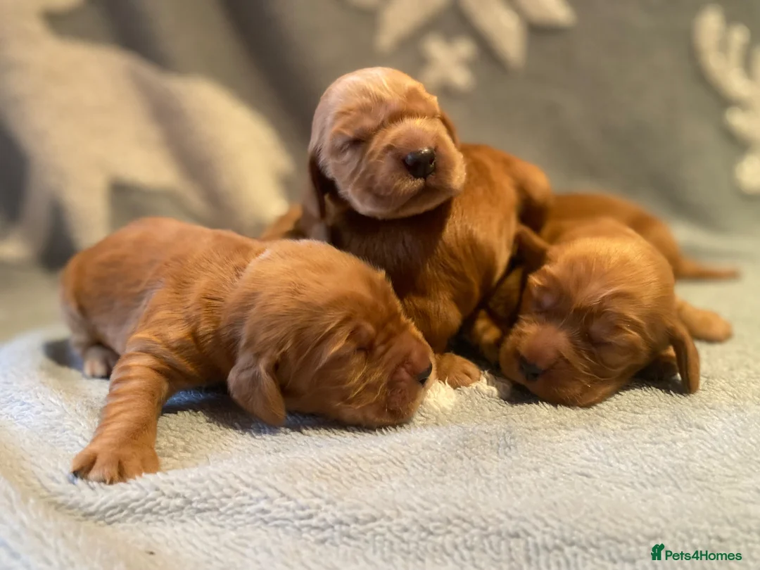 Cocker Spaniel dogs for stud: KC Registered Stud Show Type cocker Spaniel - Advert 6