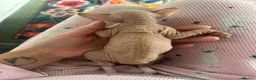Sphynx cats for sale: Pink Canadian sphyx - Advert 3