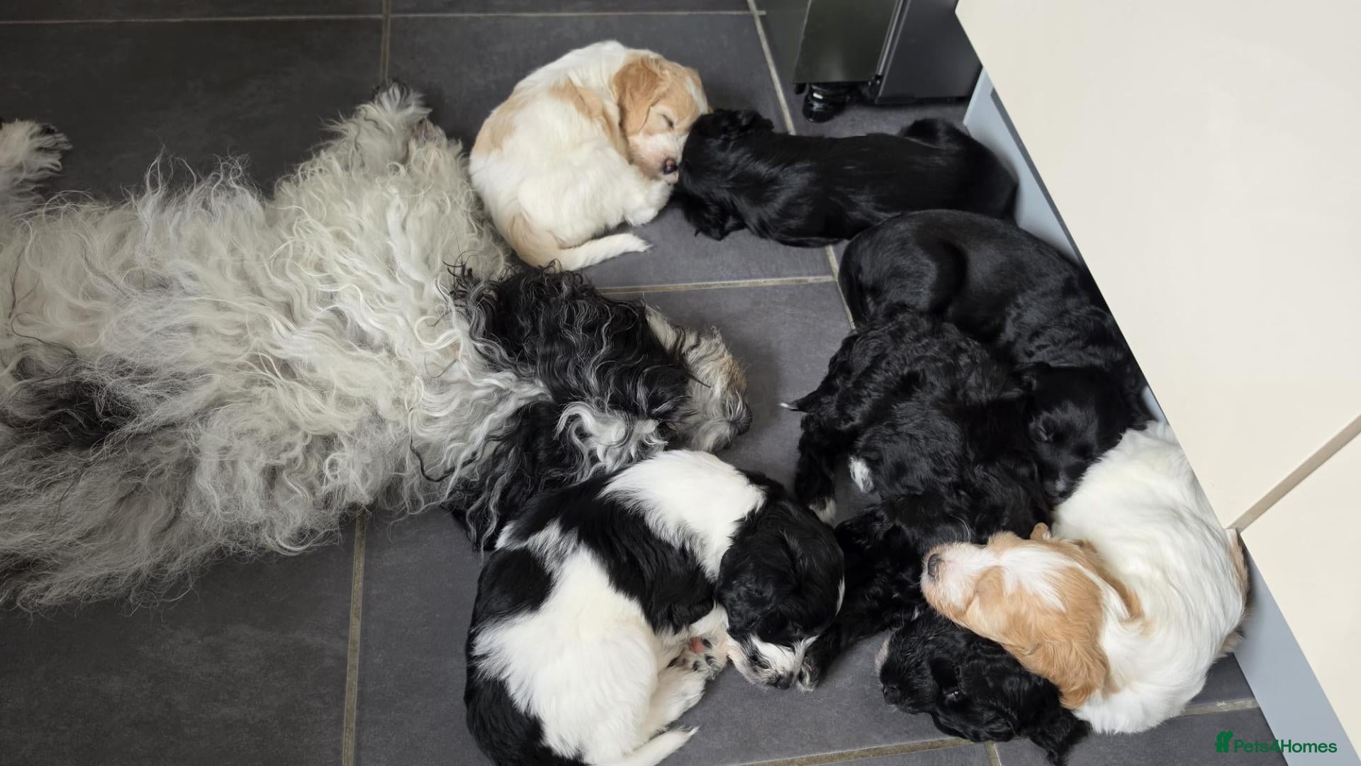 Cockapoo dogs 2 Gorgeous Black Cockapoo Puppies - Family Raised - Advert 2