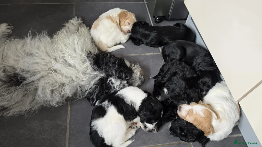 Cockapoo dogs for sale: 2 Gorgeous Black Cockapoo Puppies - Family Raised - Advert 2