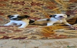 Jack Russell dogs for sale: Tremendous JRT puppies  - Image 12