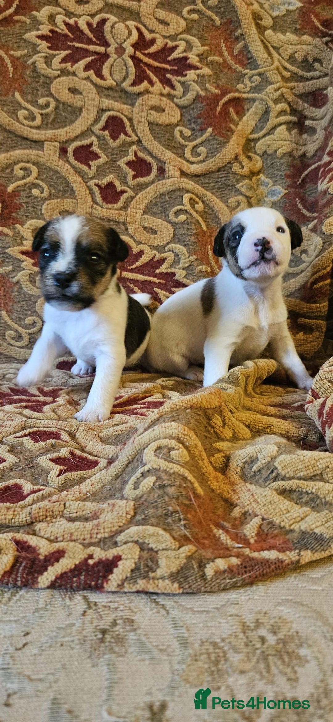Jack Russell dogs for sale: Tremendous JRT puppies  - Image 12