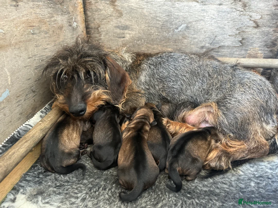 Dachshund dogs for sale: Traditional Teckle pups  in Chathill - Advert 2