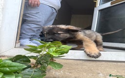 German Shepherd dogs for sale: READY NOW! German Shepherd x Belgian Malinois - Image 24