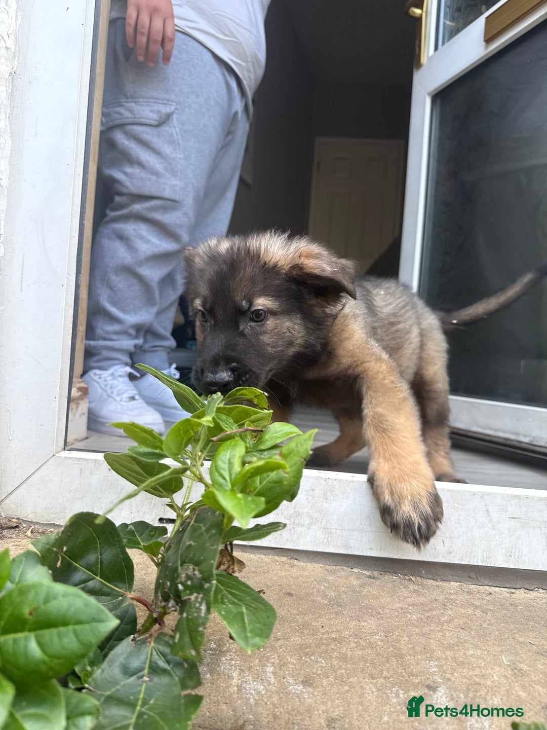 German Shepherd dogs for sale: READY NOW! German Shepherd x Belgian Malinois - Image 24