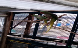 Parrots birds for sale: Alexandrian - Image 3