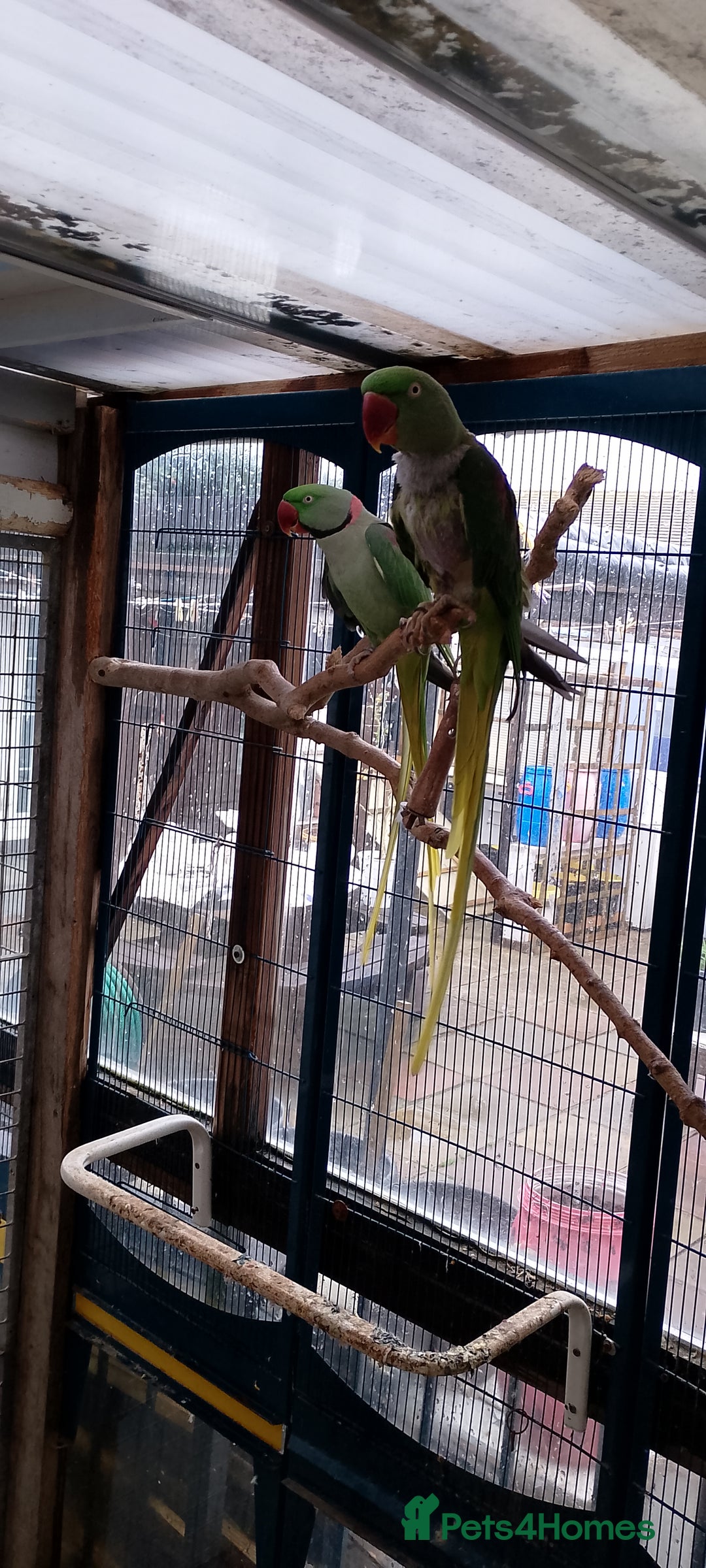 Parrots birds for sale: Alexandrian - Image 3