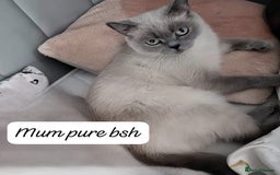 Ragdoll cats for sale: RAGDOLL X BSH KITTENS 2 BOYS LEFT - Image 8