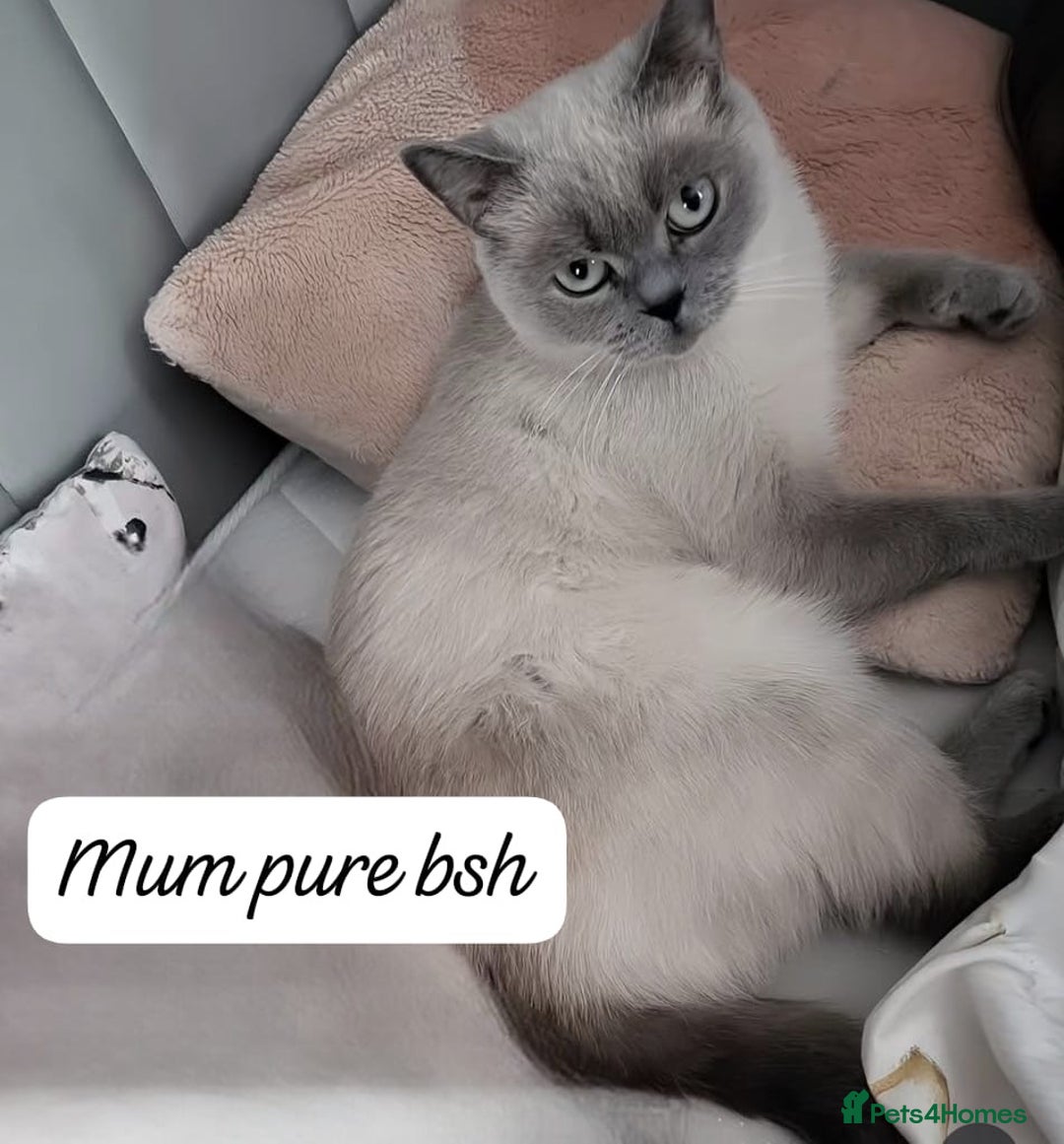 Ragdoll cats for sale: RAGDOLL X BSH KITTENS 2 BOYS LEFT - Image 8