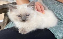 Ragdoll cats for sale: Stunning 3/4 Ragdoll kittens - Advert 4