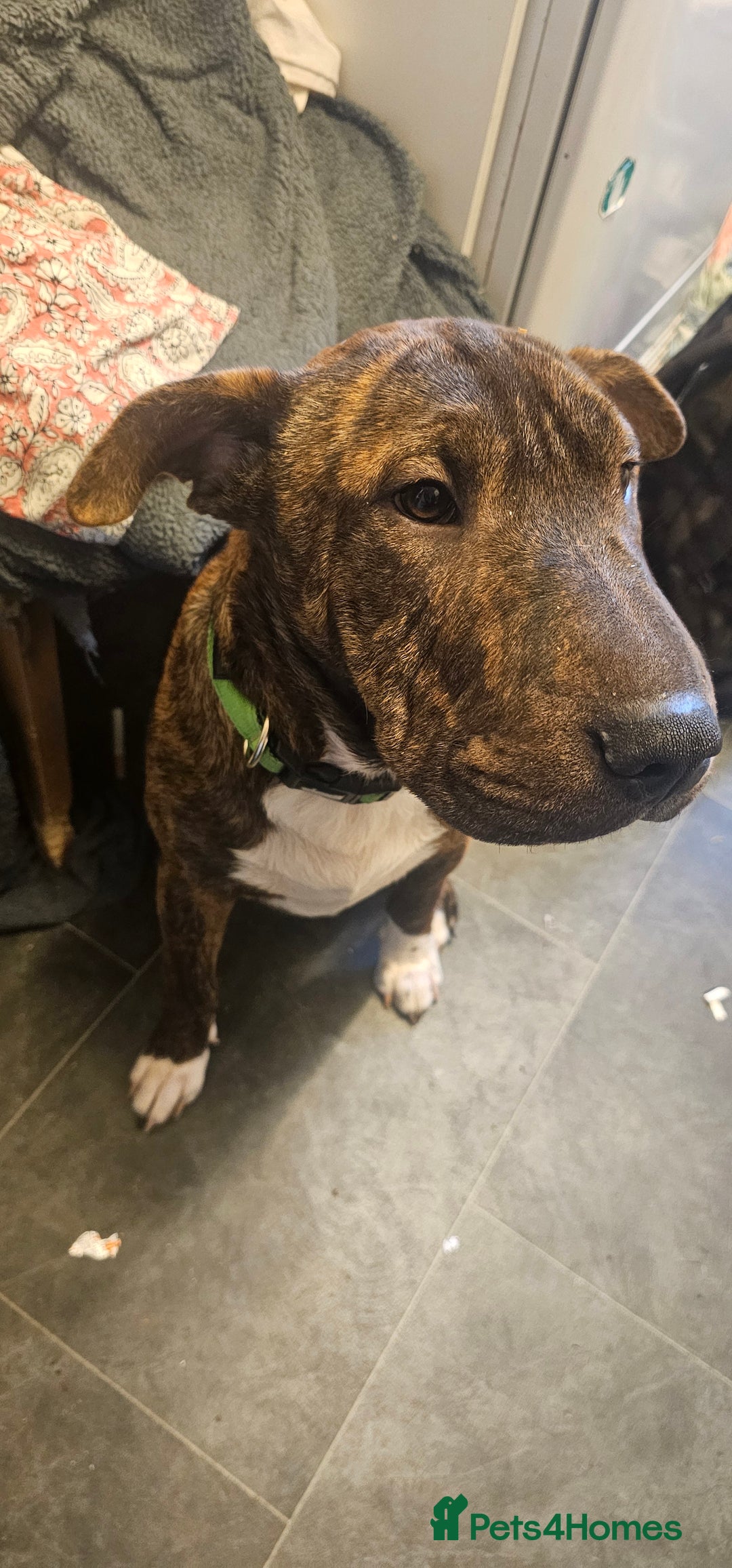 Mixed Breed dogs for sale: Bruno - Image 1