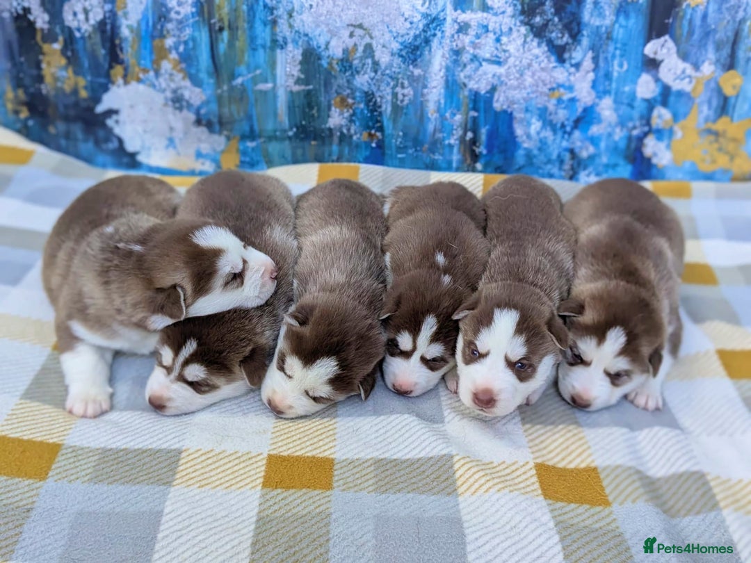 Siberian Husky dogs for sale: Beautiful Siberian Huskies-all with blue eyes - Advert 2