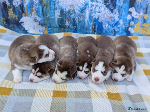 Siberian Husky dogs - Advert 3