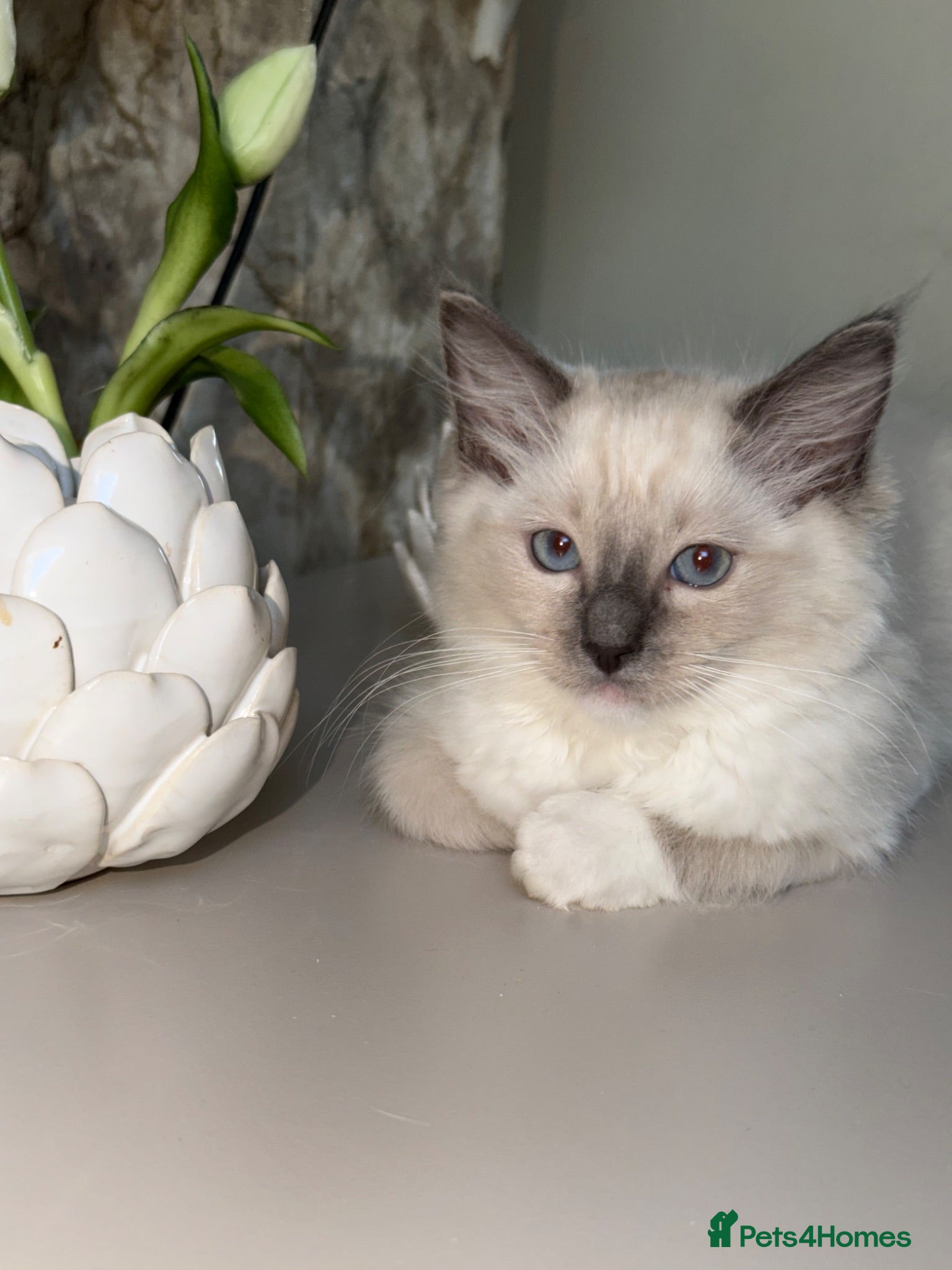 Ragdoll cats 💙 Adorable Ragdoll Kittens 🐈‍⬛ - Advert 18