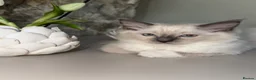 Ragdoll cats for sale:     Family Raised Ragdoll Kittens🐈‍⬛💕 - Advert 3