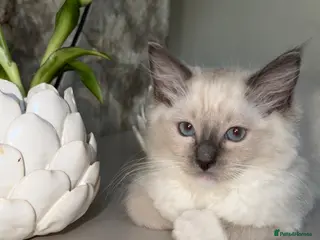 Ragdoll cats 💙 Adorable Ragdoll Kittens 🐈⬛ - Advert 18