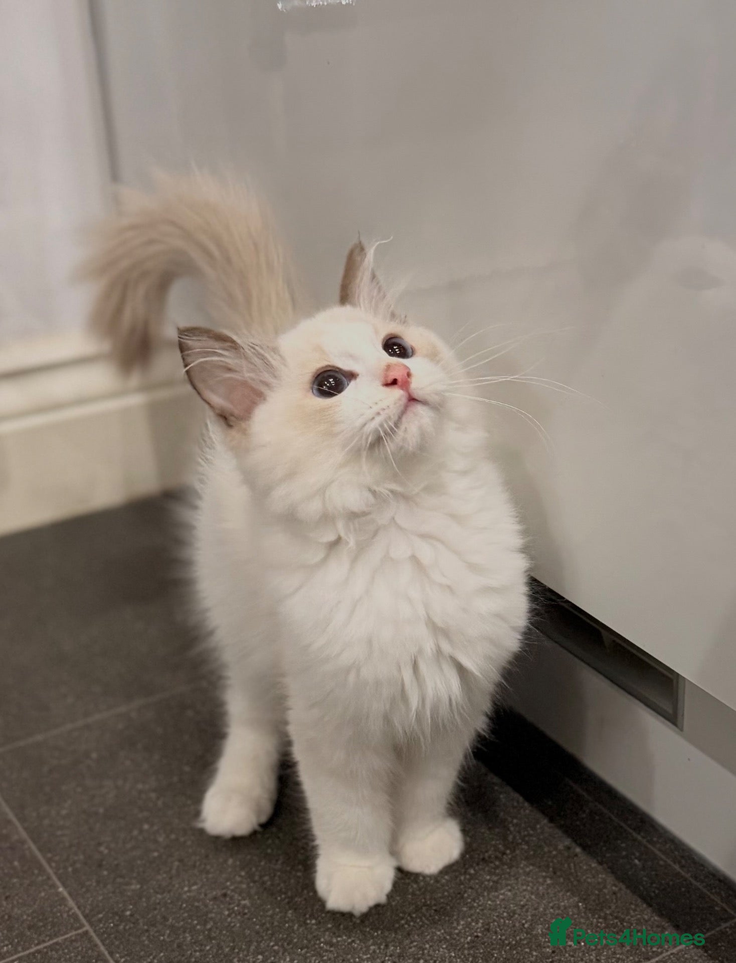Ragdoll cats 💎  BICOLOUR MITTED RAGDOLL KITTEN 🩵 - Advert 2