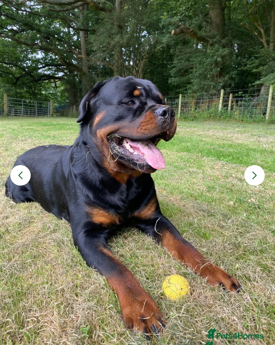 Rottweiler dogs for sale: Beautiful Rottweiler litter  - Image 6