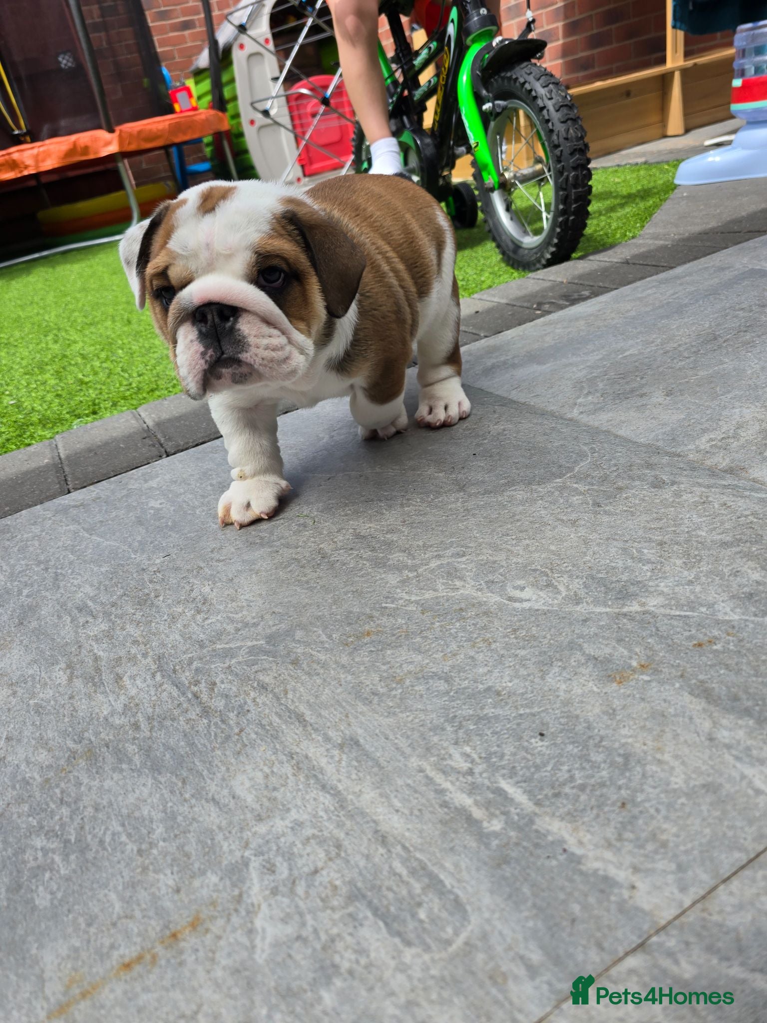 English Bulldog dogs 🐾 Beautiful KC Reg English Bulldog Puppies 🐶 - Advert 16