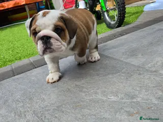 English Bulldog dogs 🐾 Beautiful KC Reg English Bulldog Puppies 🐶 - Advert 16