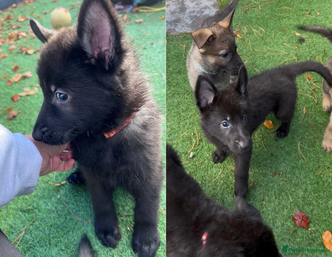 German Shepherd dogs for sale: German Shepherd Puppies, Ready to leave next week - Image 7