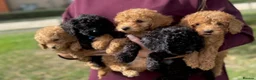 Miniature Poodle dogs for sale: Miniature poodles  in Ashford - Advert 5