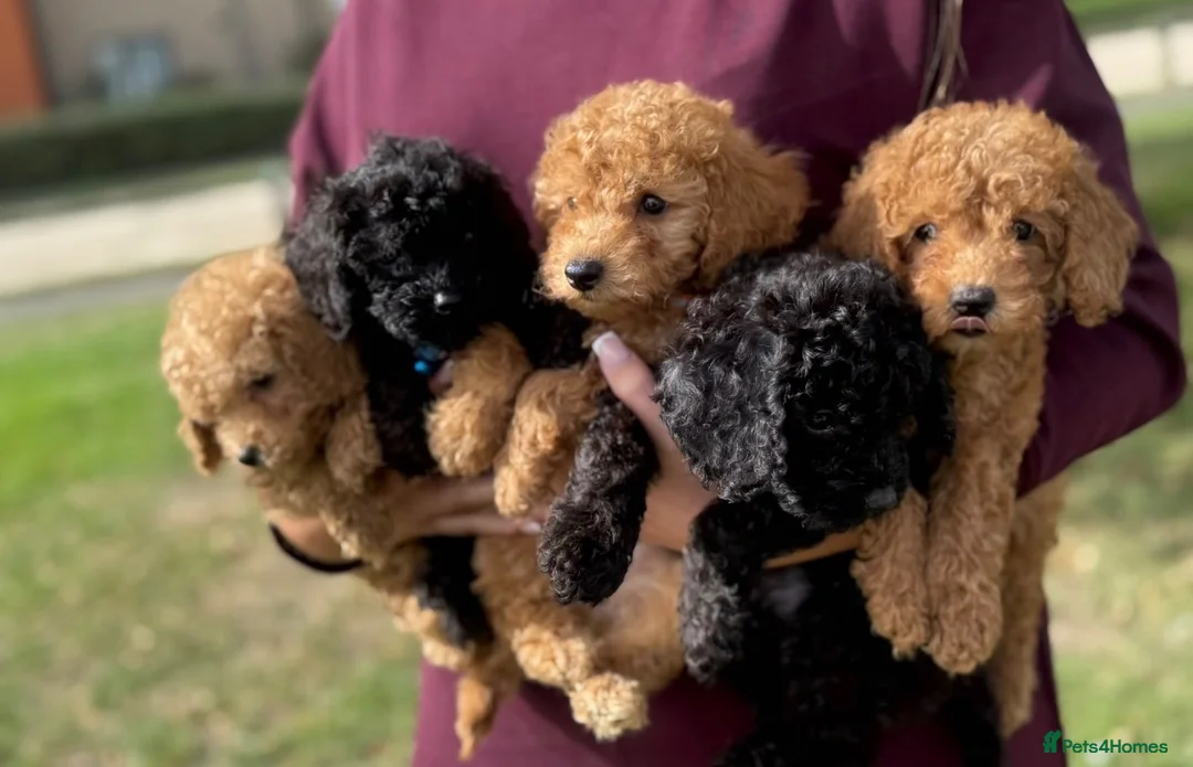 Miniature Poodle dogs for sale: Miniature poodles  in Ashford - Advert 5