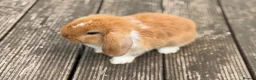 Mini Lop rabbits for sale: Three cute mini lops. - Advert 18