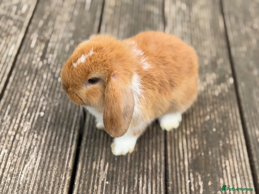 Mini Lop rabbits for sale: Three cute mini lops. - Advert 18
