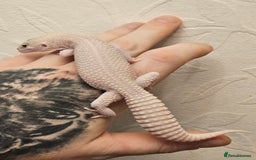 Leopard Gecko reptiles for sale: Leopard geckos babies various morphs  - Image 20