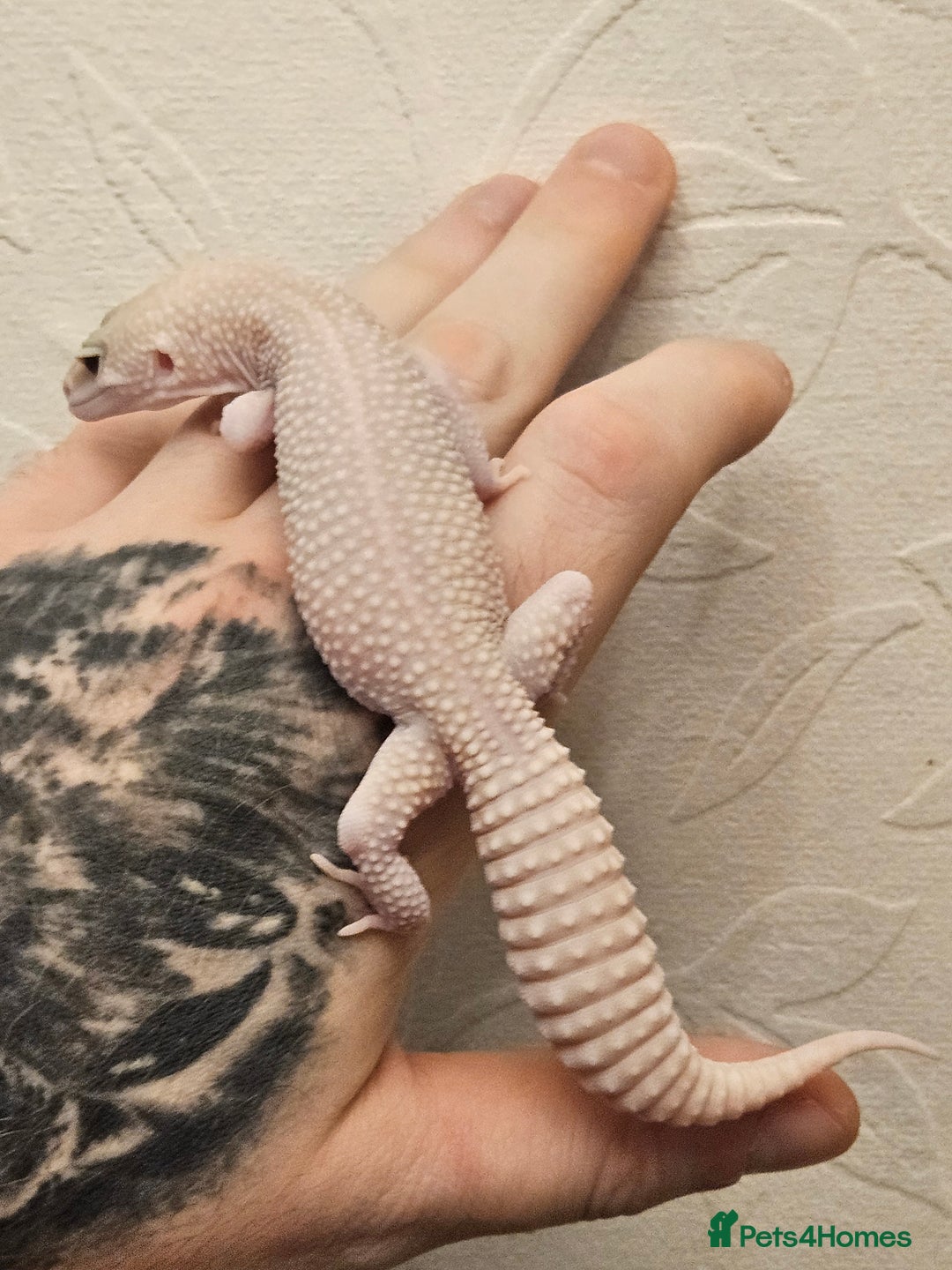 Leopard Gecko reptiles for sale: Leopard geckos babies various morphs  - Image 20