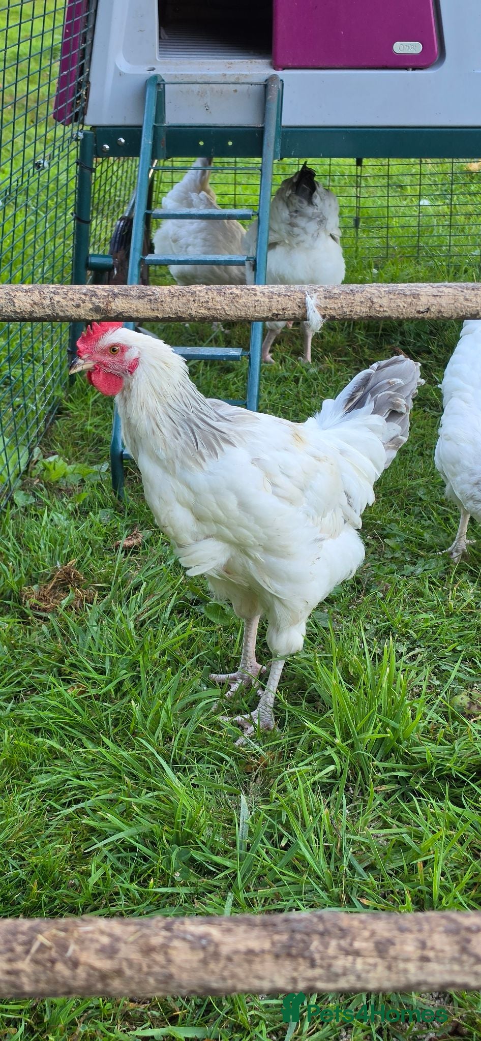 Chickens poultry Light Sussex Cockerell  - Advert 1