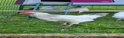 Chickens poultry for sale: Light Sussex Cockerell  in Ashbourne - Advert 1