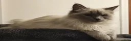 Ragdoll cats for sale: Two Loving Ragdoll Sisters - Advert 2