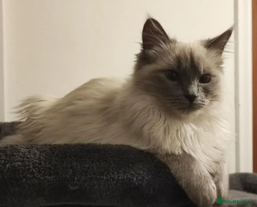 Ragdoll cats for sale: Two Loving Ragdoll Sisters - Advert 2