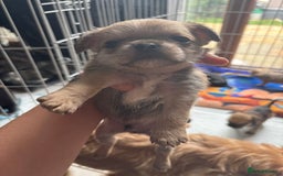 Mixed Breed dogs for sale: 6 beautiful puppies for sale, 3 female and 3 male - Image 22