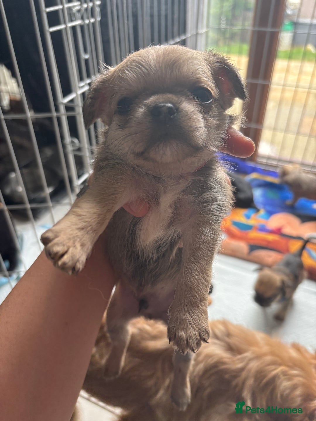 Mixed Breed dogs for sale: 6 beautiful puppies for sale, 3 female and 3 male - Image 22