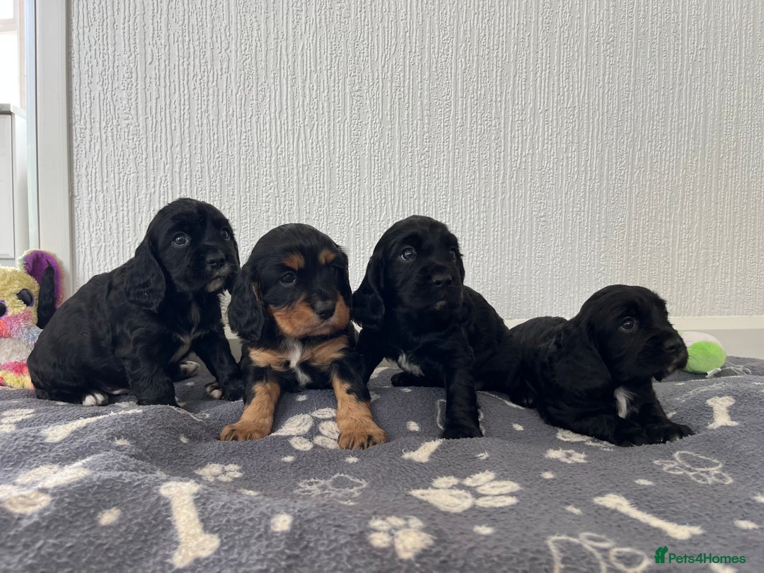 Cockalier dogs for sale: Cavalier x cocker spaniel puppies  - Image 2