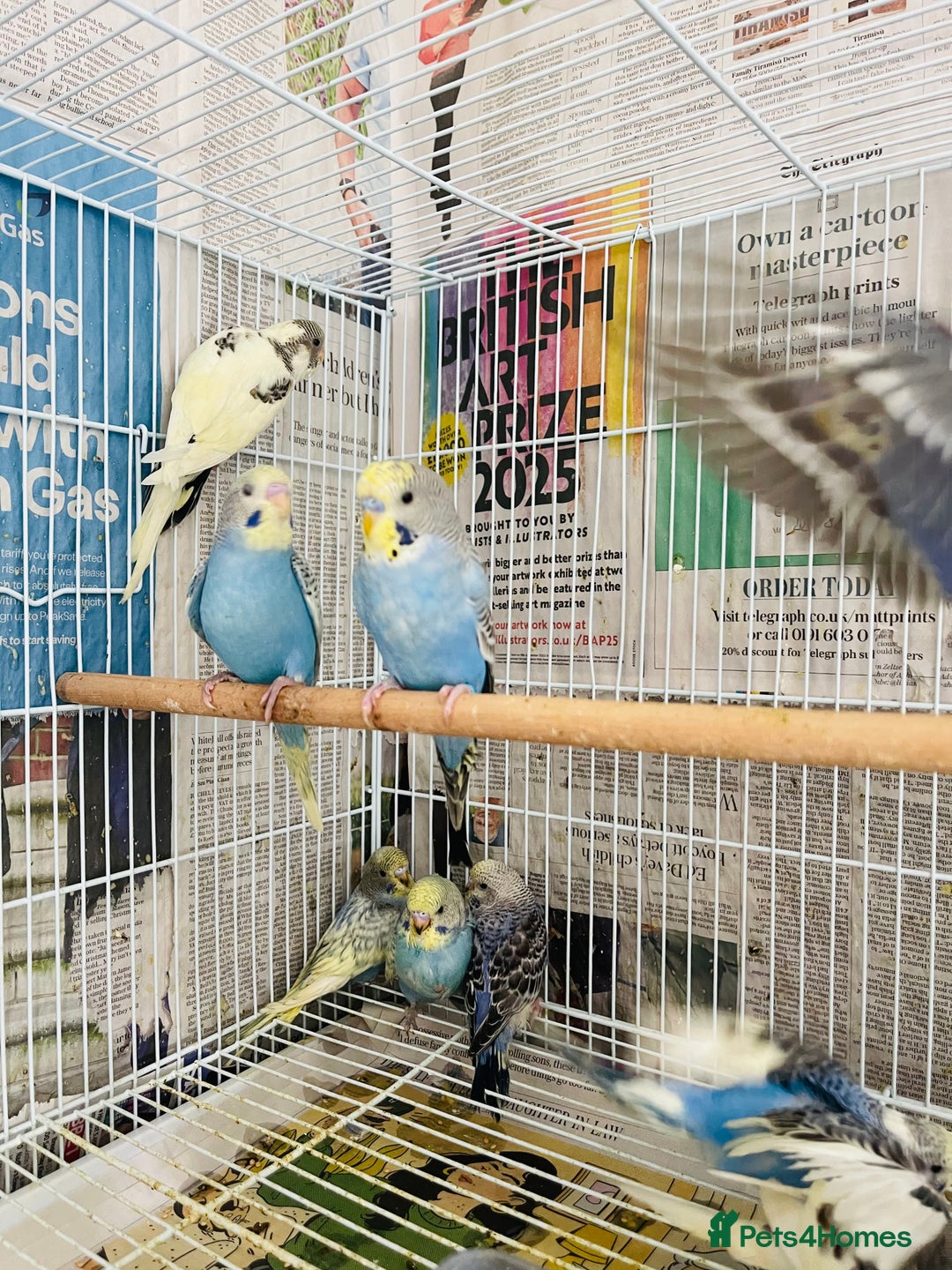 Budgerigars birds for sale: Budgies for sale  - Image 2