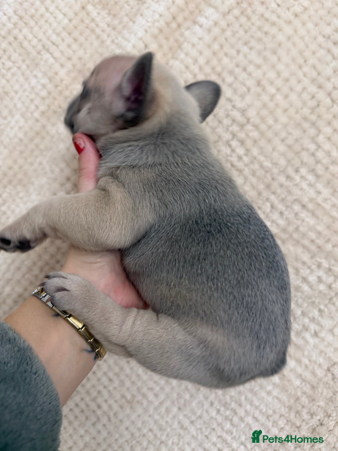 French Bulldog dogs for sale: French bulldog puppys - Advert 9