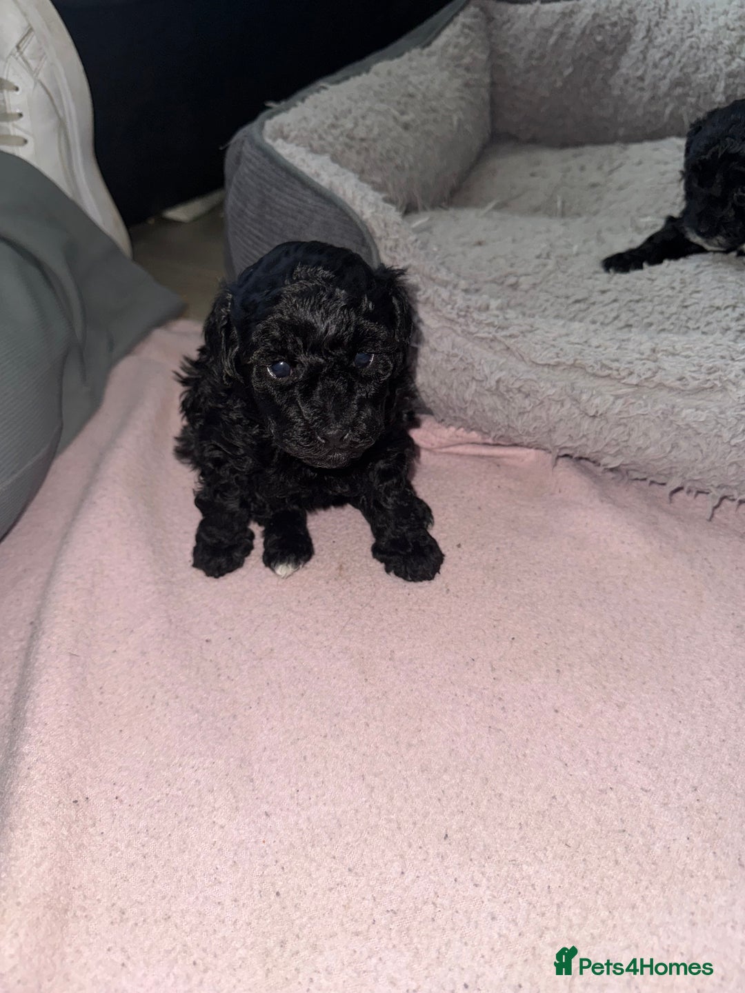 Toy Poodle dogs for sale: Beautiful Toy Poodle Puppies - Ready to reserve - Advert 14