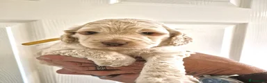 Cockapoo Puppy 2